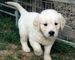 Gratis golden retriever cachorro disponibles