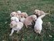 Gratis golden retriever cachorros