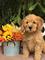 Gratis goldendoodle cachorro