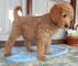 Gratis goldendoodle cachorros - Foto 1