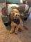 Gratis goldendoodle cachorros - Foto 1