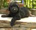 Gratis goldendoodles cachorros