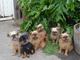 Gratis Griffon bruselense cachorro lista - Foto 1