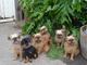 Gratis griffon bruselense cachorro lista