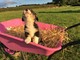 Gratis hermosos del corgi cachorros disponibles