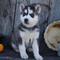 Gratis husky siberiano cachorros