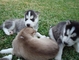 Gratis husky siberiano cachorros lista