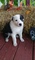 Gratis impresionante barbudo collie cachorro