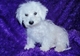 Gratis impresionante bichon frise cachorros