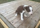 Gratis impresionante border collie cachorro