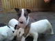 Gratis Inglés bull terrier cachorros lista - Foto 1