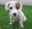 Gratis jack russell cachorro lista