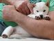 Gratis Japonés shiba inu cachorros lista - Foto 1