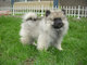 Gratis keeshond cachorros lista - Foto 1