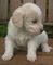 Gratis labradoodle cachorros lista - Foto 1