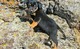 Gratis lindo australiano kelpie cachorro