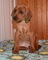 Gratis maravilloso coonhound de redbone cachorros