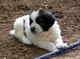 Gratis mastín pirenaico cachorros lista
