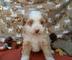 Gratis miniatura aussiedoodle cachorros