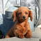 Gratis miniatura goldendoodle cachorro - Foto 1