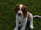 Gratis Perro aguas saltador galés cachorros disponibles - Foto 1