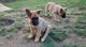 Gratis Perro de pastor belga cachorros disponibles - Foto 1