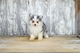 Gratis pomsky cachorros