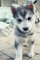 Gratis pomsky cachorros lista - Foto 1