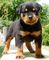 Gratis rottweiler cachorros