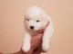 Gratis samoyedo perritos disponibles