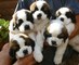 Gratis san bernardo cachorros
