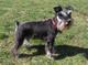 Gratis schnauzer cachorros