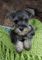 Gratis schnauzer cachorros disponibles - Foto 1