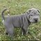 Gratis shar pei cachorro lista