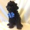 Gratis shih poo cachorros disponibles