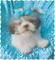 Gratis shih-tzu cachorro - Foto 1