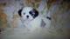 Gratis shih tzu cachorros - Foto 1