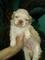 Gratis Shih tzu cachorros - Foto 1