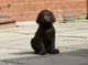 Gratis Spaniel de agua irlandesa cachorros lista - Foto 1