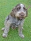 Gratis spinone italiano cachorro listo