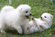 Gratis spitz japonés cachorros lista - Foto 1