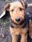 Gratis terrier airedale cachorro disponibles