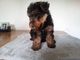 Gratis terrier galés cachorros lista - Foto 1