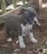 Gratis Terrier pitbull americano azul cachorros - Foto 1