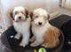 Gratis terrier tibetano cachorro disponibles