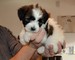 Gratis terrier tibetano cachorros lista