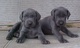 Gratis weimaraner cachorros lista