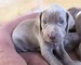 Gratis weimaraner cachorros lista