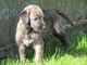 Gratis wolfhound irlandés cachorros lista - Foto 1