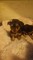 Gratis yorkshire terrier cachorro lista